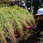 棚田で稲刈り 上野北小の児童が体験 伊賀市西山で