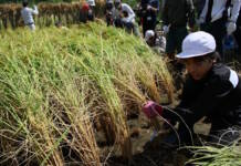棚田で稲刈り 上野北小の児童が体験 伊賀市西山で