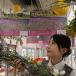 セージトレイン運行 11月末まで 伊賀市の伊賀鉄道