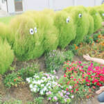 キョロキョロ目玉のふんわりコキア 伊賀市の吉田さん家族が世話