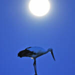 長〜くいてね、コウノトリ 伊賀市岩倉で住民ら観察2か月