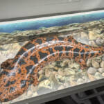 万博から「ただいま」 好評のオオサンショウウオ模型が名張に帰郷