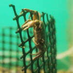 清流のクライマー 赤目滝水族館でサワガニ展示 名張