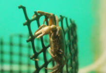 清流のクライマー 赤目滝水族館でサワガニ展示 名張