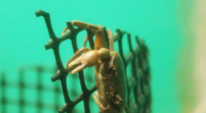 清流のクライマー 赤目滝水族館でサワガニ展示 名張