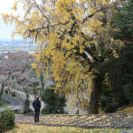 秋彩るイチョウ 伊賀・射手神社