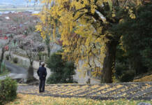 秋彩るイチョウ 伊賀・射手神社