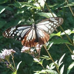 アサギマダラ今年も飛来 市民グループが栽培するフジバカマ 名張