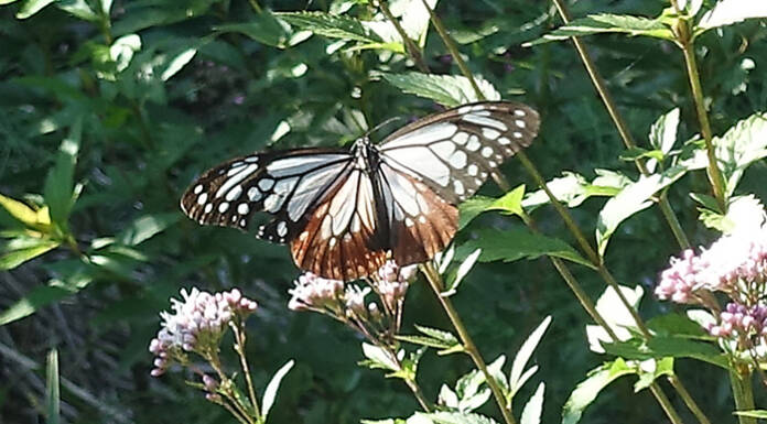 アサギマダラ今年も飛来 市民グループが栽培するフジバカマ 名張市滝之原