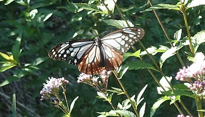 ok滝之原にアサギマダラ飛来2