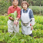 大和野菜・片平あかねまつり 23日に山添村で
