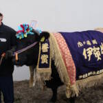 「まつこ」号に名誉賞 にしそわ牧場が出品 伊賀産肉牛共進会