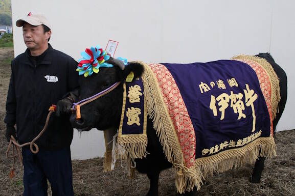 「まつこ」号に名誉賞 にしそわ牧場が出品 伊賀産肉牛共進会
