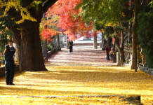 イチョウの落ち葉が黄色いじゅうたんに モミジと共演 名張・積田神社