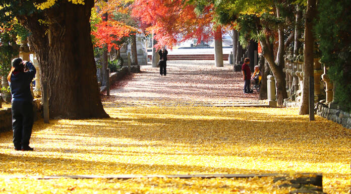 イチョウの落ち葉が黄色いじゅうたんに モミジと共演 名張・積田神社