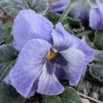 伊賀でマイナス1・7度 今季初の冬日 花も車も白く