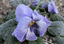 伊賀でマイナス1・7度 今季初の冬日 花も車も白く