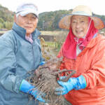 目を引く大きさ 親芋も食用のサトイモ 伊賀・西田さん夫妻