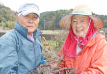目を引く大きさ 親芋も食用のサトイモ 伊賀・西田さん夫妻