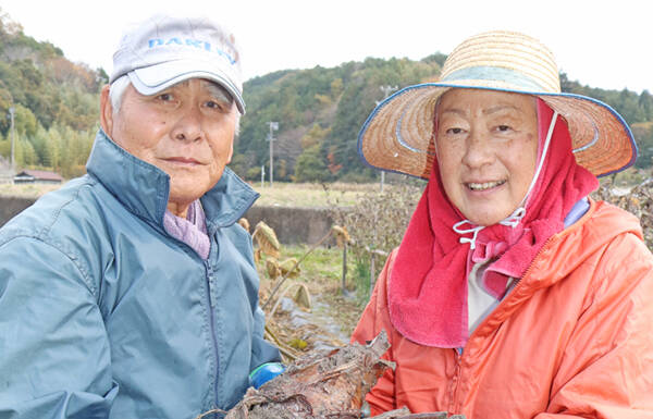 目を引く大きさ 親芋も食用のサトイモ 伊賀・西田さん夫妻