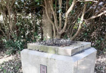 「世阿弥の母の像」消える 盗難か 伊賀市が被害届提出へ