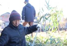 唐招提寺「うちわまき」のメダケ準備 住民ら伐採し選別 名張