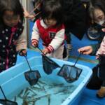 小学校跡で陸上養殖のバナメイエビ 住民・園児らに初披露 伊賀