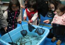 小学校跡で陸上養殖のバナメイエビ 住民・園児らに初披露 伊賀