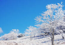 厳冬期の三峰山へ 「霧氷まつり」17日から土日祝 奈良・御杖村
