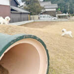 愛する“もふもふ犬”に専用ドッグラン手作り 土管や小山も 伊賀の宮本さん