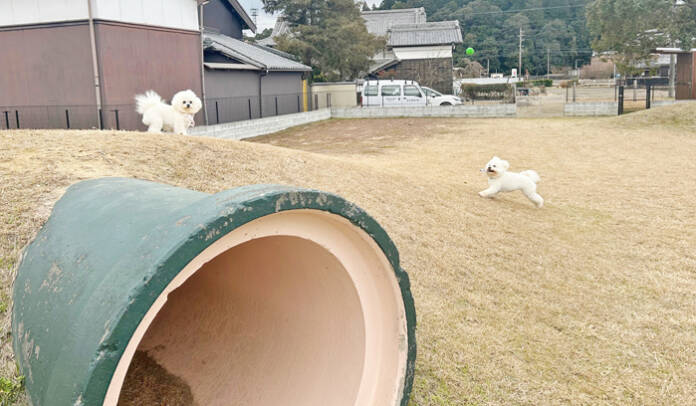 ビションフリーゼ