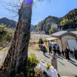 イチョウの巨木、伐採へ 地区のシンボルと別れ 伊賀市諸木