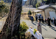 イチョウの巨木、伐採へ 地区のシンボルと別れ 伊賀市諸木