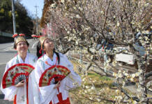 梅ほころび春の気配 杉谷神社で見頃 名張