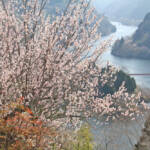 奈良・月ヶ瀬梅まつり 週末中心にイベント 3月29日まで