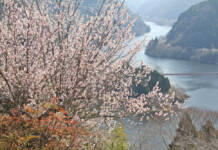 奈良・月ヶ瀬梅まつり 週末中心にイベント 3月29日まで