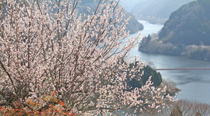 奈良・月ヶ瀬梅まつり 週末中心にイベント 3月29日まで