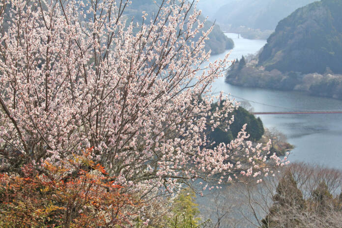 OK月ヶ瀬梅まつり ポスター賞「雲景山梅渓」西村康男