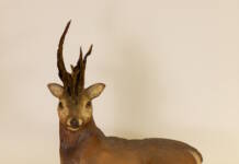 市展「いが」 18日から展覧会 コンサートも