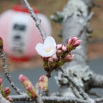 淡い春の彩り 名張中央公園で桜ほころぶ