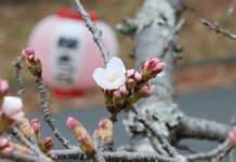 淡い春の彩り 名張中央公園で桜ほころぶ