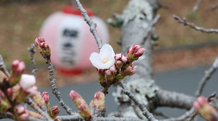 淡い春の彩り 名張中央公園で桜ほころぶ