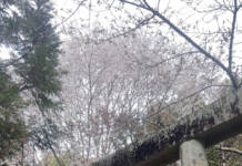 淡墨桜が見頃 高さ20メートル 伊賀・大村神社