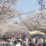 伊賀・名張&周辺の桜イベント ライトアップや催し各地で