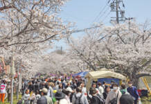 伊賀・名張&周辺の桜イベント ライトアップや催し 各地で