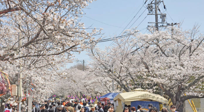 伊賀・名張&周辺の桜イベント ライトアップや催し 各地で