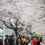 名張で桜まつり 満開の下、思い思いに