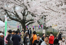 名張で桜まつり 満開の下、家族連れでにぎわう