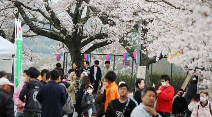 名張で桜まつり 満開の下、家族連れでにぎわう