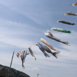 こいのぼり春風に泳ぐ 名張・百合が丘市民センター